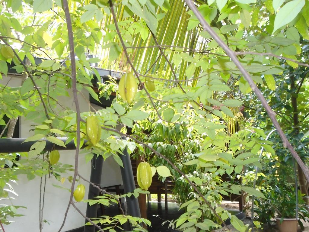 Livinginn Polonnaruwa Exterior foto